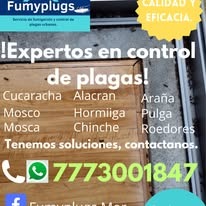 Fumigación en jardín